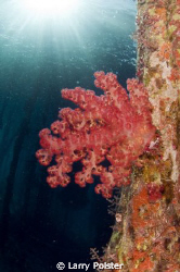 Soft coral under the pearl farm jetty, Raja Ampat by Larry Polster 
